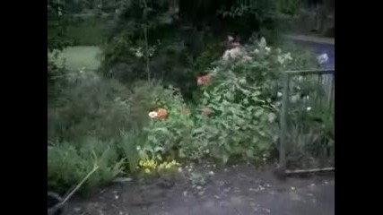 Шега. 