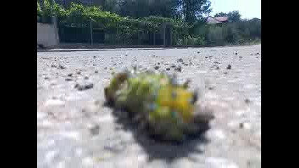 Nekakva golqma gasenica