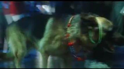 K-9 P.i. Trailer 2002