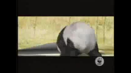 Wwf - Psa - Shelter from the Storm - 60 seconds