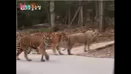 Tiger Vs Lion