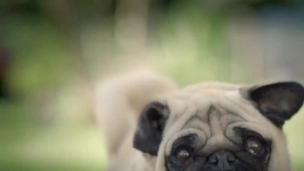 Doritos® - Pug Attack 