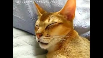 Sleep Talking Cat