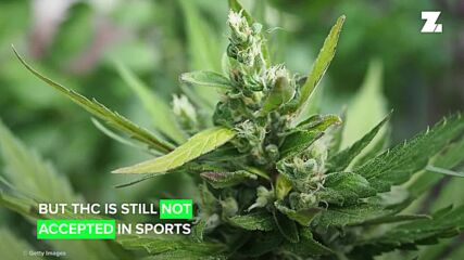 Големият дебат за марихуаната и съчетанието ѝ със спорта