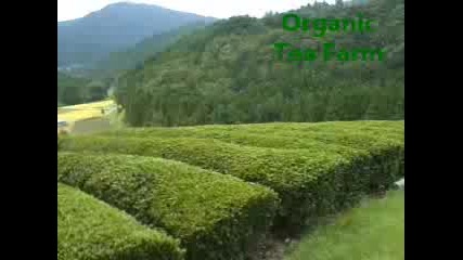 Tea Farm