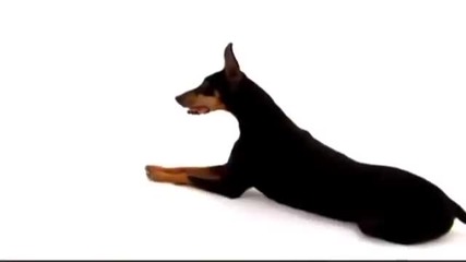 Кучета 101 Dogs 101 Доберман Doberman