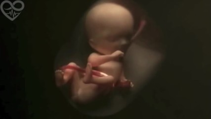 Животът в утробата 9 месеца в 4 минути