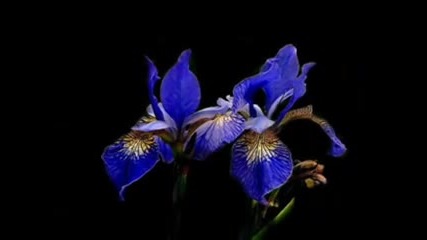 Your Love - Ennio Morricone & Dulce Pontes