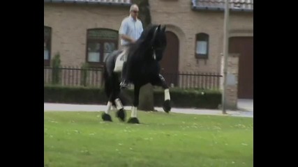 Friesians Rock!!!!! _tribute by Holland-friesians_com_