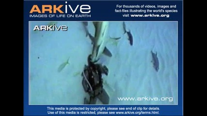 Caribbean reef shark