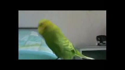 Говорещ папагал 1 част 