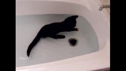 Котка водолаз