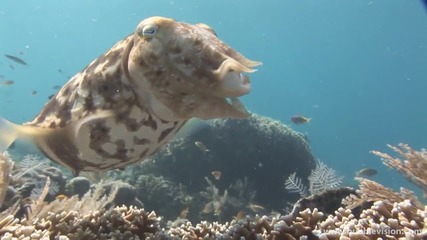 Bali Diving 