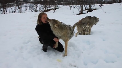 Жена си играе с глутница вълци като с домашни кучета