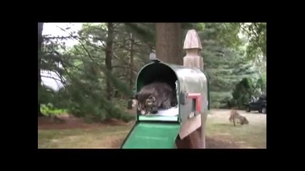 i are cute kitten 