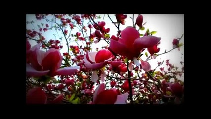 Magnolia Tree - david Darling - Cello Blue