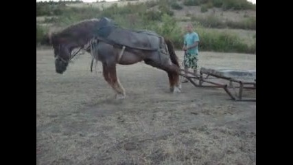 trenirovka na kon Me4o