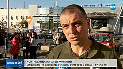 България дарява два спасени от контрабанда ястребови орела на Испания