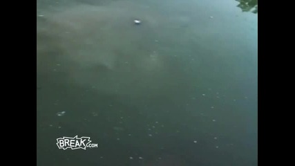 break - убиване на риба 