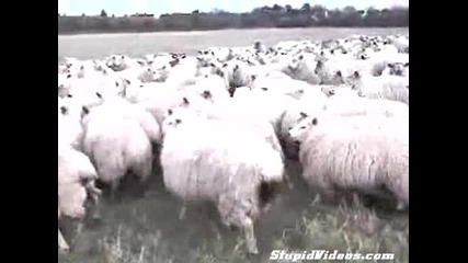 куче го е страх от овце