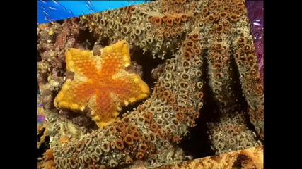морски свят