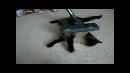 Ефикасен начин за премахване на бълхи от котка