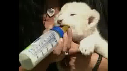 За Първи Път Показват Бели Лъвчета
