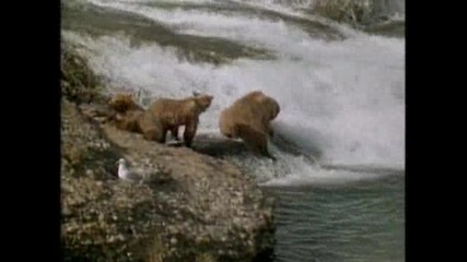 Grizzly Mom Teaching Cubs