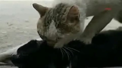 Котка прави сърдечен масаж на блъснатата си от кола приятелка 
