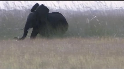 Лъвски прайд атакува бивол и слон...