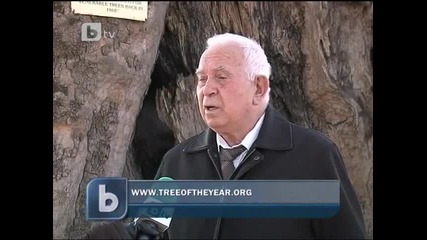 Дърво Над 600 год в с.гърмен