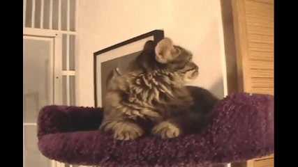 Котешки лукс...