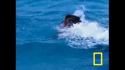National Geographic:tiger Shark Vs. Albatross
