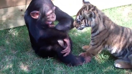 Шимпанзе, тигър и вълк си играят...