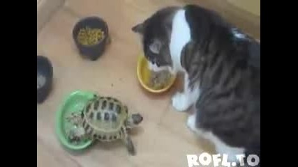 [смях] Костенурка харесва котки