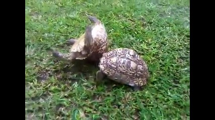 Костенурка помага на костенурка 