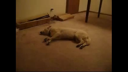 Куче тича на сън 