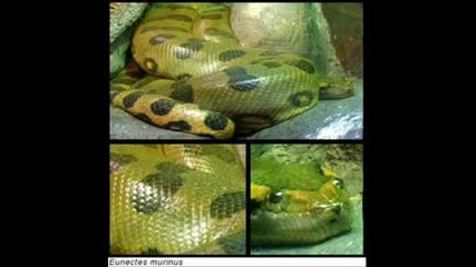 Biggest Snakes In The World