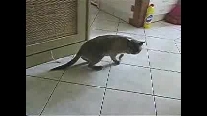 Пияна Котка
