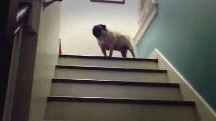 Куче се качва смешно по стълбите