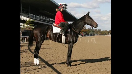 Racehorses of all time!!!