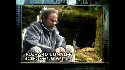 Lost Tapes Bigfoot