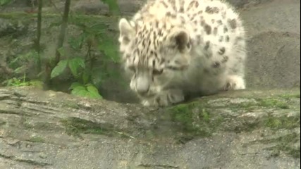 Снежният леопард малките в Marwell за дивата природа