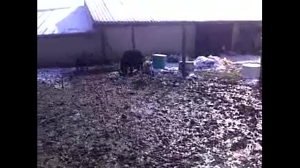 младите надежди на гатер в Великово