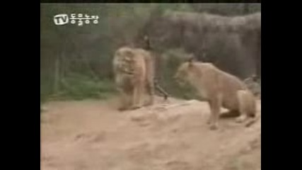 Tiger Vs Lion