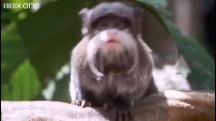 Walk On The Wild Side - Episode 5