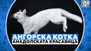 Ангорска котка - анадолската красавица