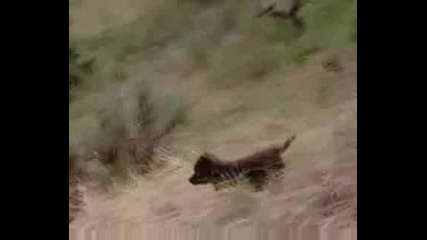 Wolf - The Return