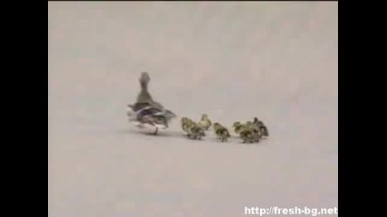 Ама как издуха патките 
