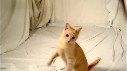 Тhe Fast And The Furious Cat - 2 
